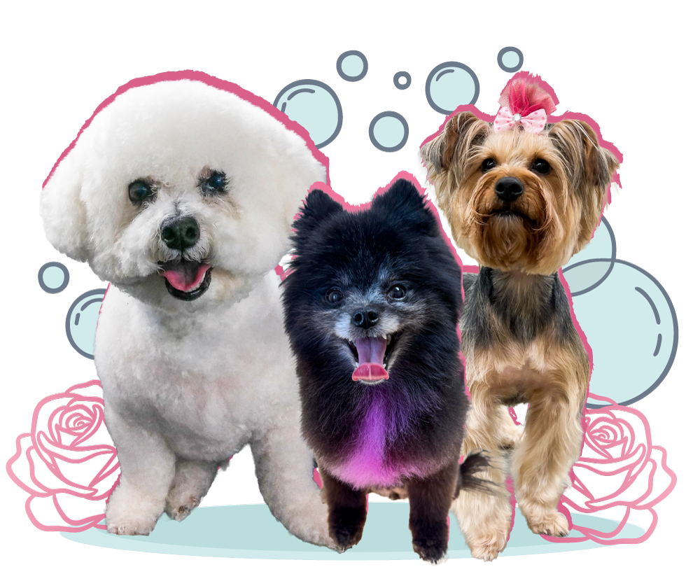 Eden-Rose-Isolated-Pet-Group