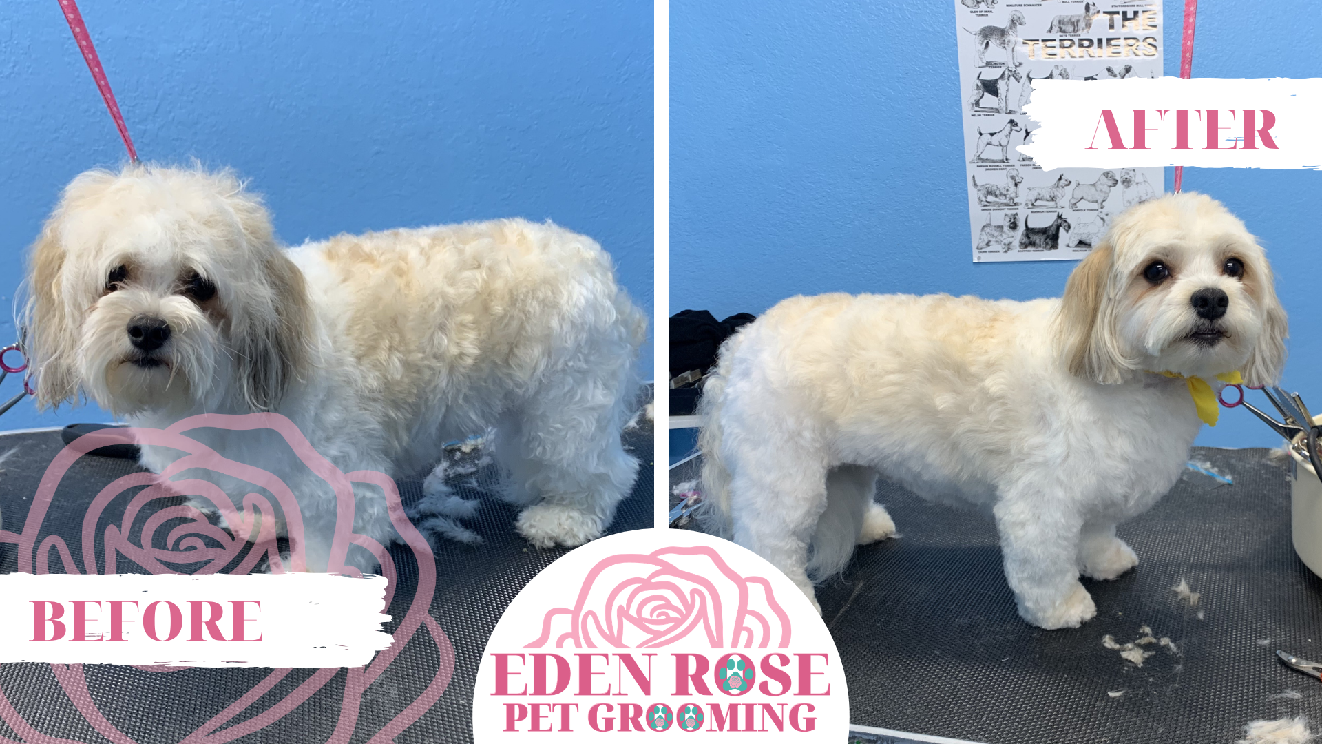 Eden Rose Pet Grooming - Before and After