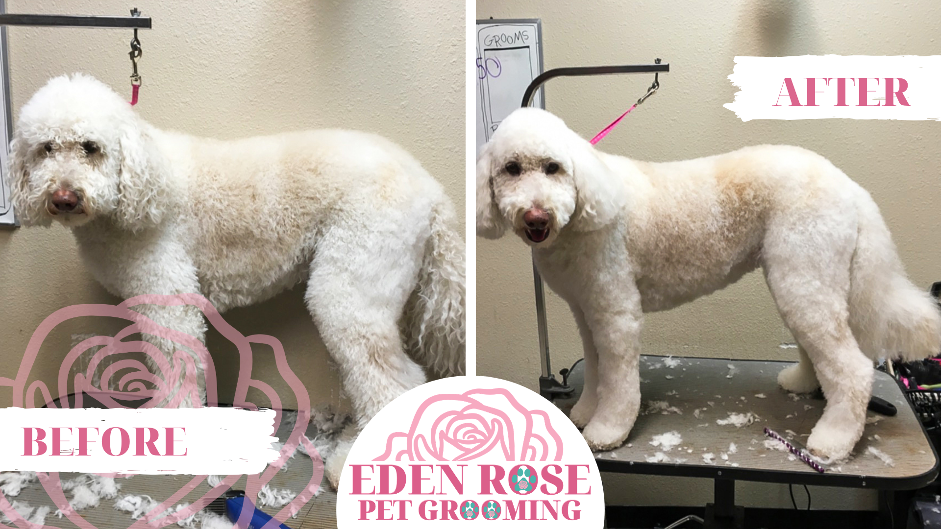 Eden Rose Pet Grooming Before and After1