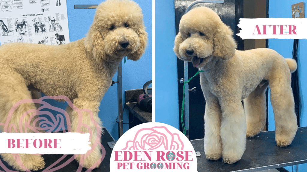 Pet Grooming at Eden Rose, expert dog grooming in Oklahoma City. OKC Pet Groomer offers Express Grooming for dogs and cat grooming services.