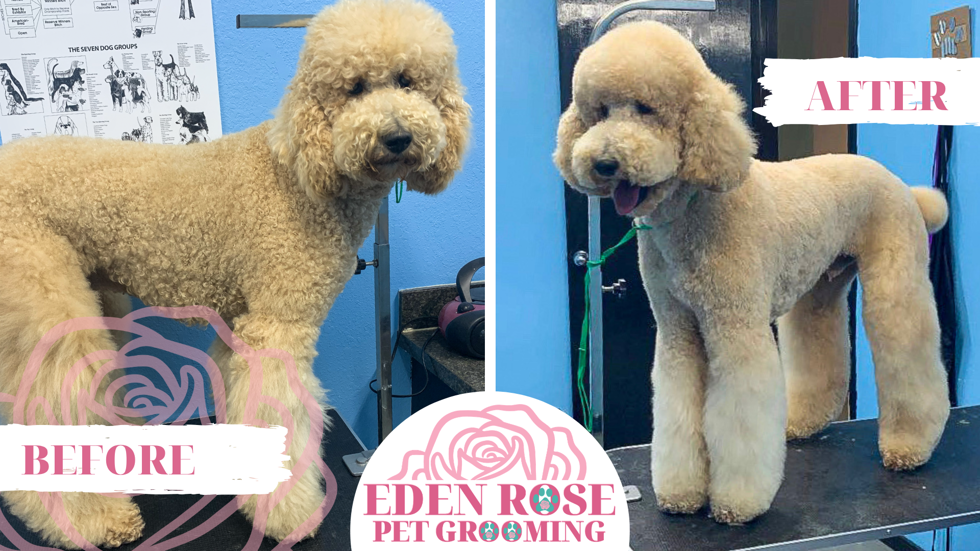 Eden Rose Pet Grooming Before and After2