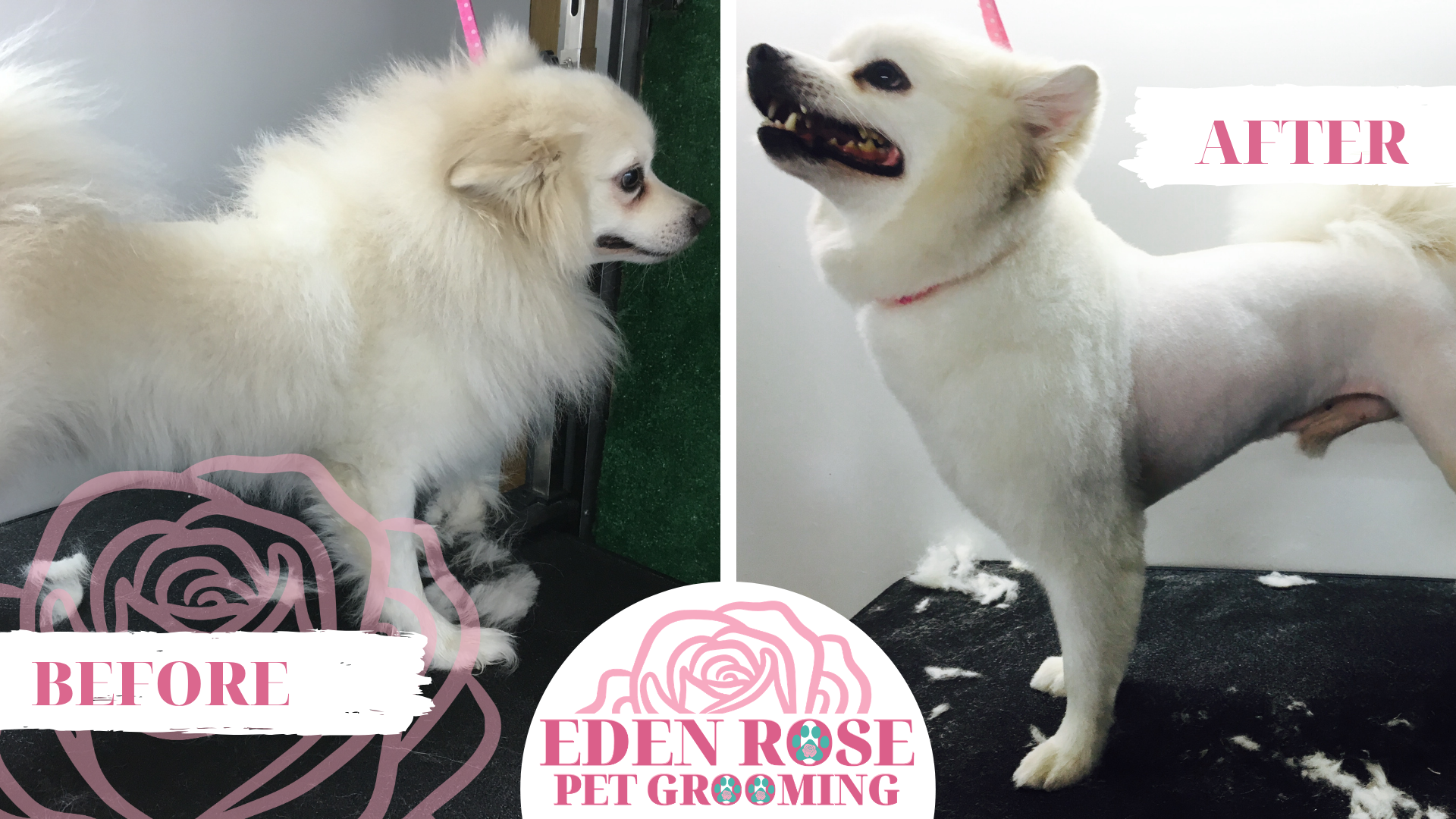 Eden Rose Pet Grooming Before and After4
