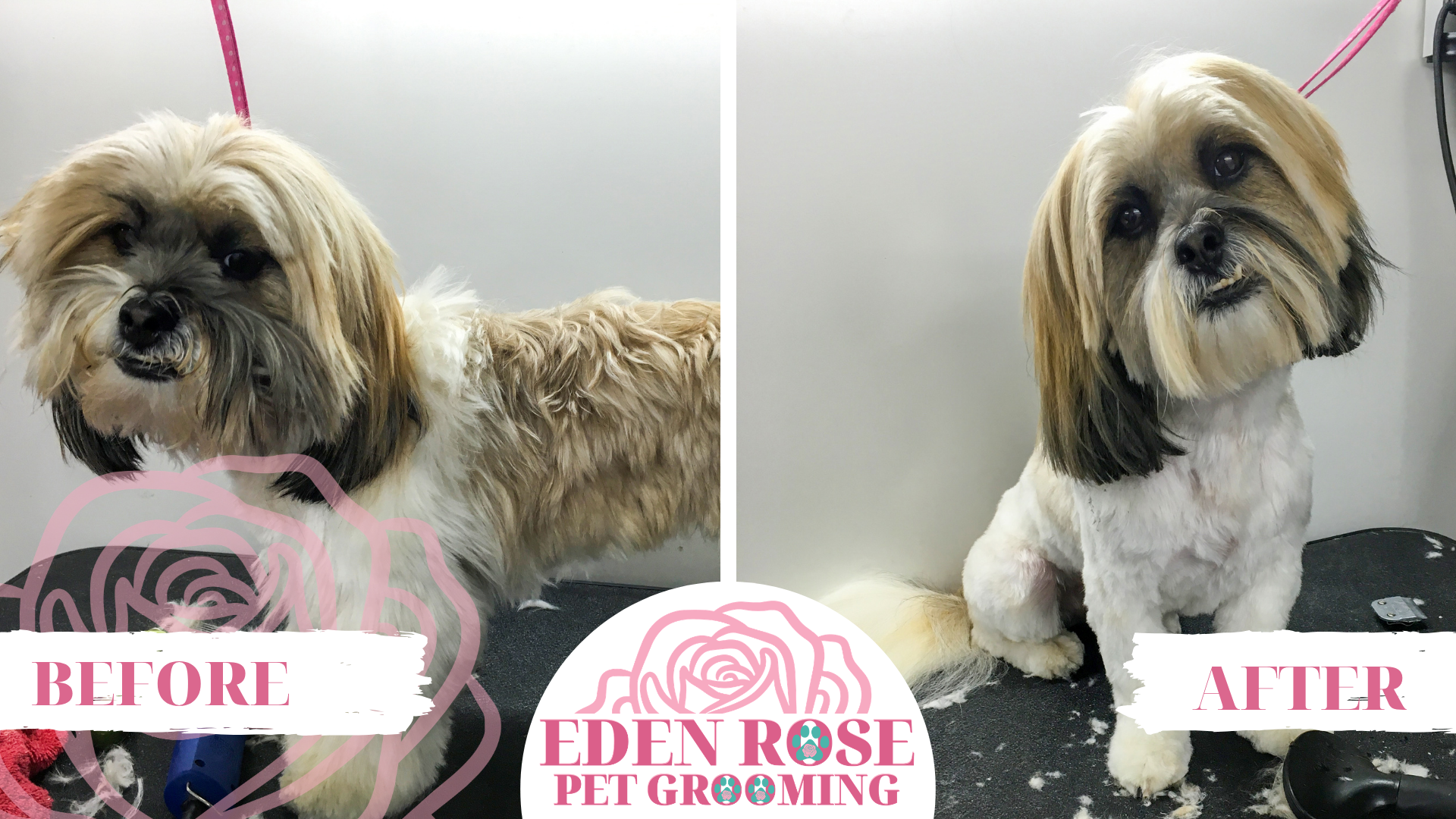 Eden Rose Pet Grooming Before and After5