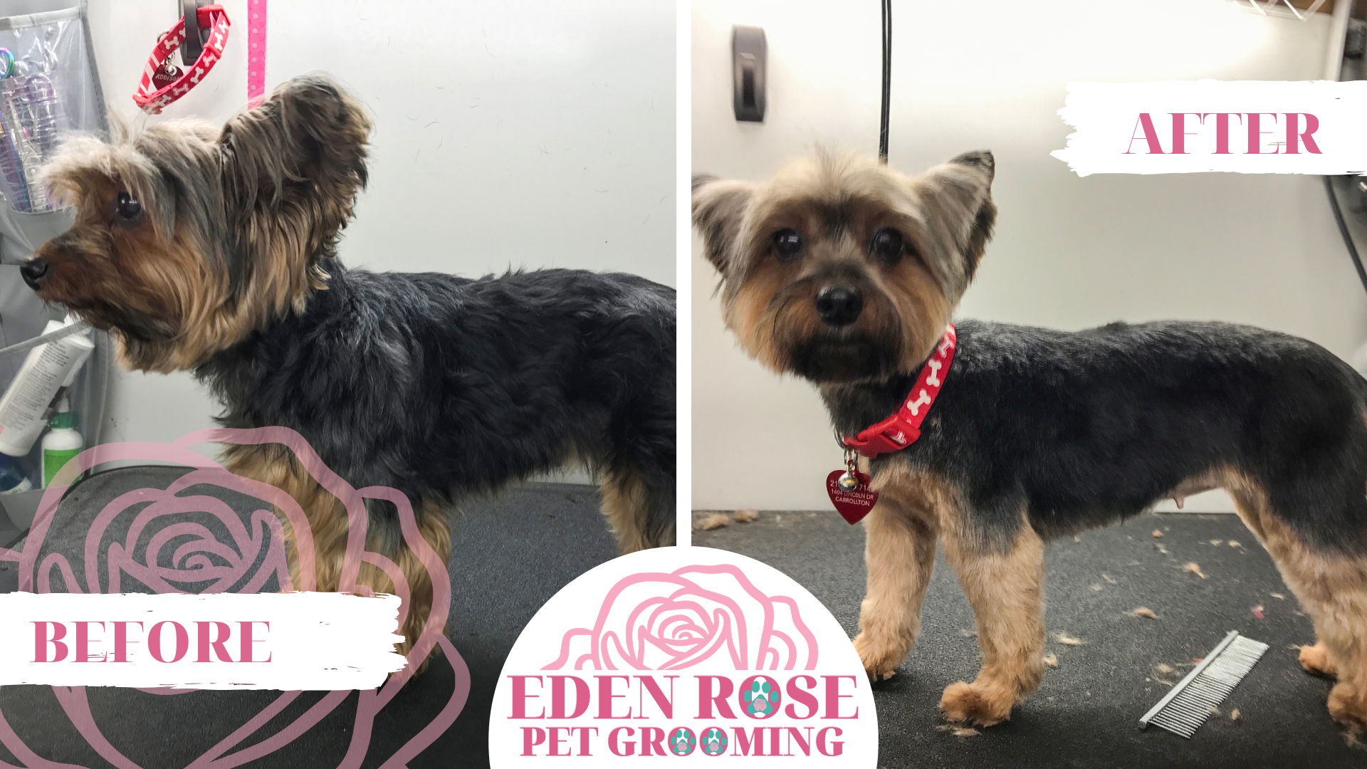 Eden Rose Pet Grooming Before and After6