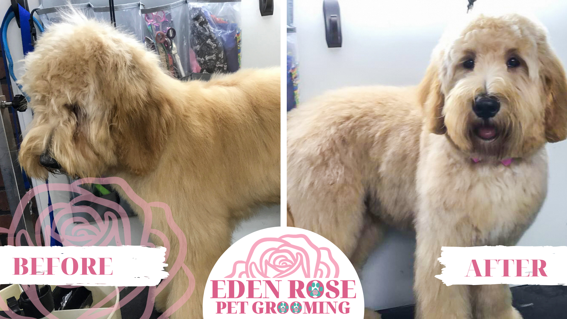 Eden Rose Pet Grooming Before and After7