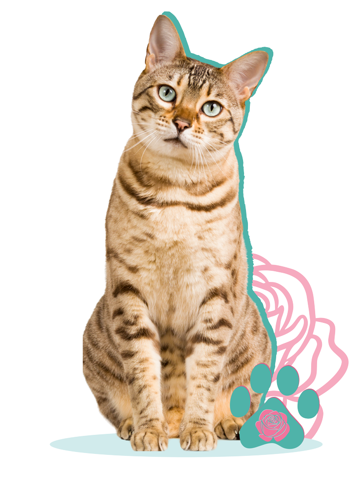 Eden-Rose-Pet-Grooming-Cat