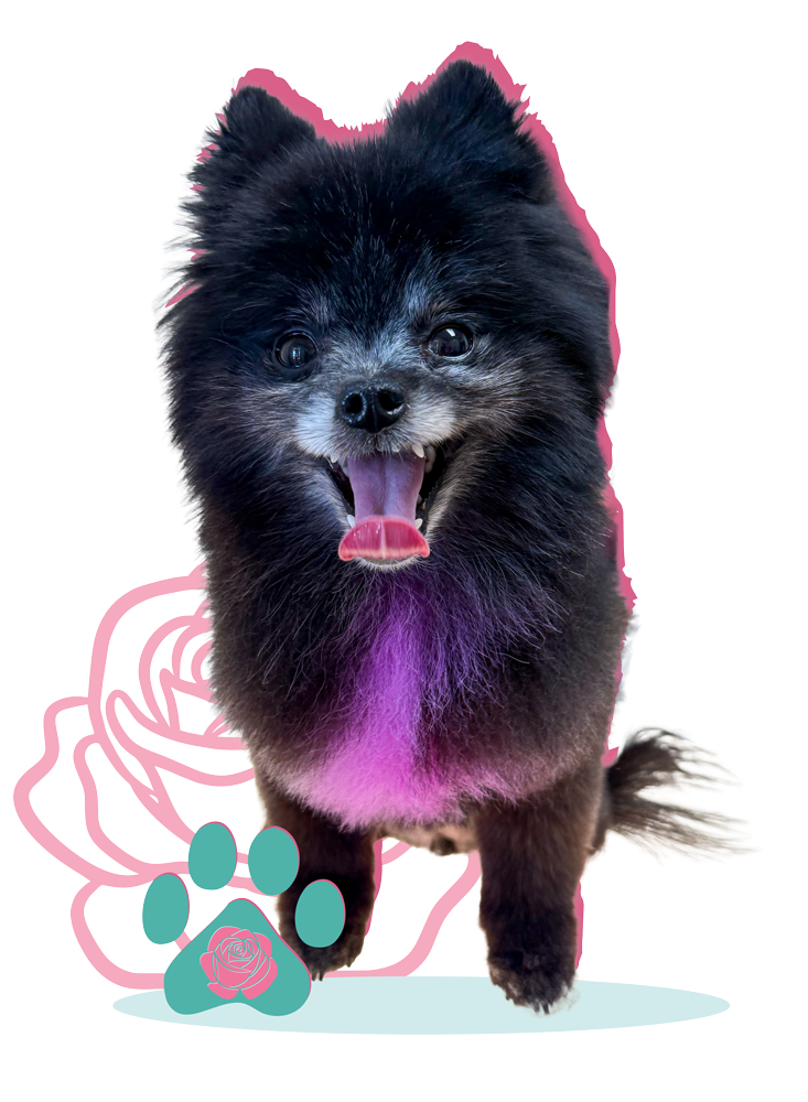Eden-Rose-Pet-Grooming-Pups-04