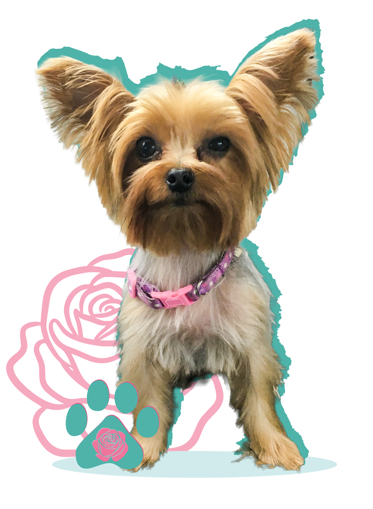 Eden-Rose-Pet-Grooming-Pups-05