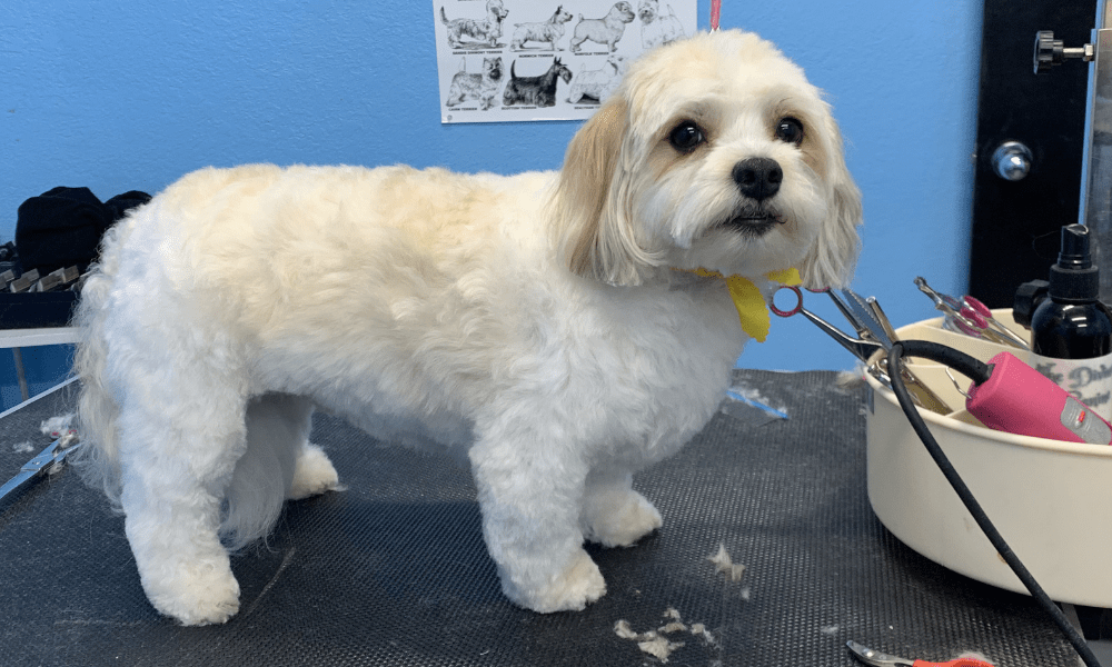 Dog after professional grooming at OKC Pet Groomer, showcasing expert Pet Grooming, dog grooming, Express Grooming in Oklahoma City. Great for cat grooming services too.