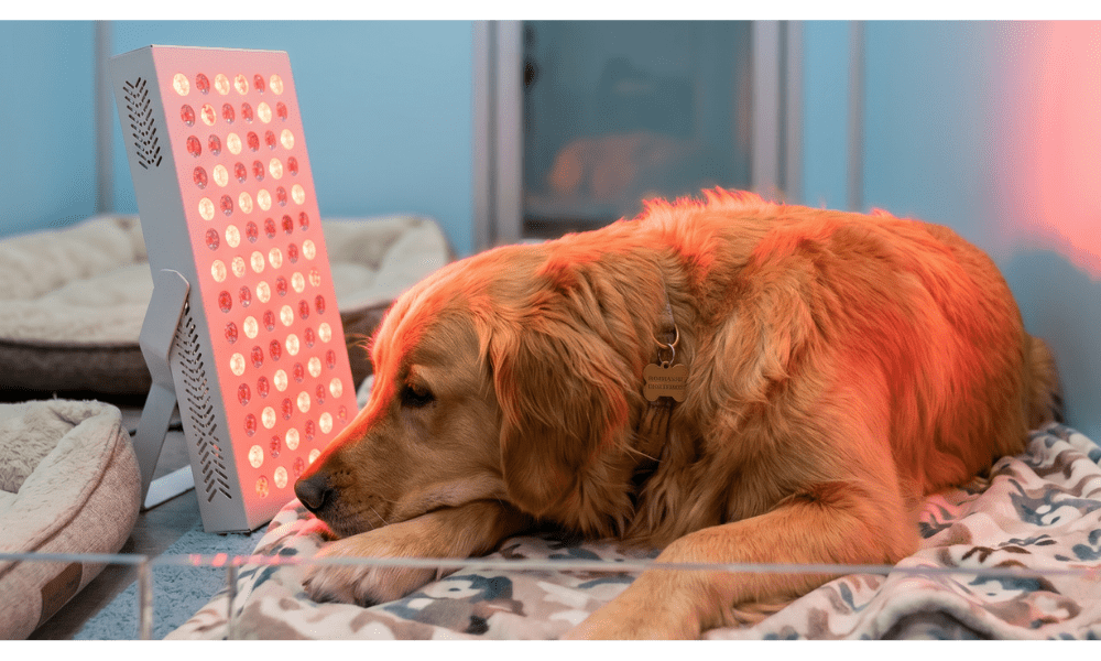Golden retriever enjoying Express Grooming at OKC Pet Groomer, top-rated Oklahoma City Dog Groomer specializing in Pet Grooming, dog grooming, and cat grooming, relaxing under soothing lights.