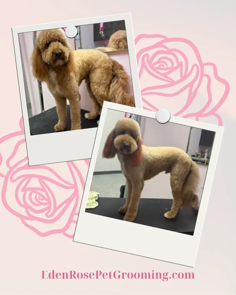 Before and after photos of a poodle’s grooming session, with a pink rose background and the website EdenRosePetGrooming.com at the bottom.