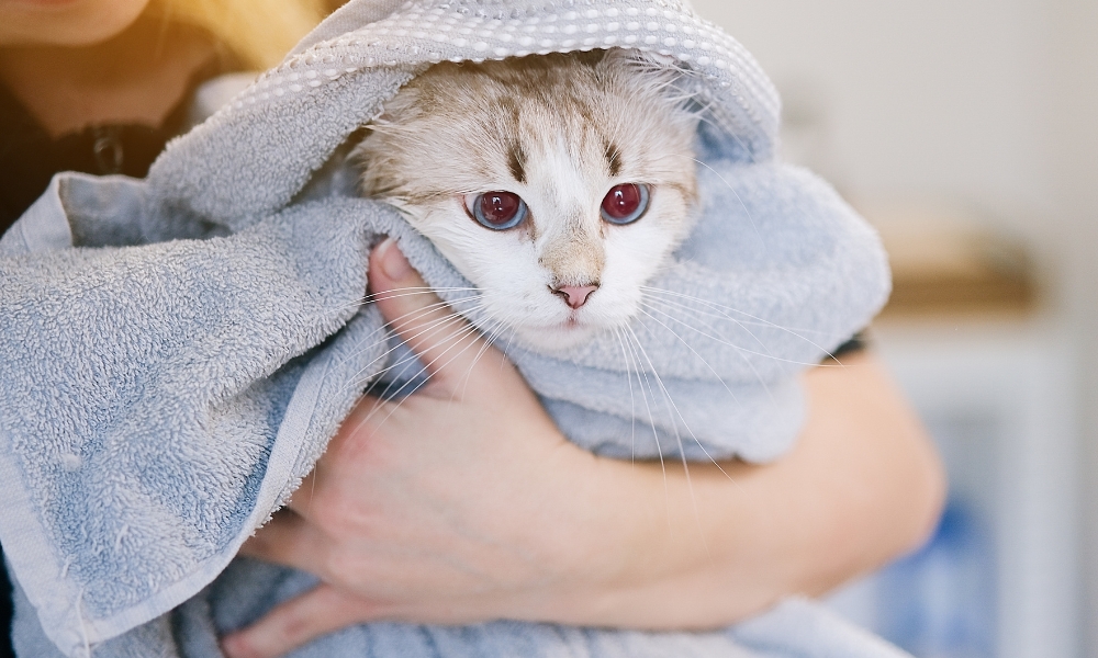A person holds a cat wrapped in a soft gray towel, with only the cat's face visible, looking calm and snug.
