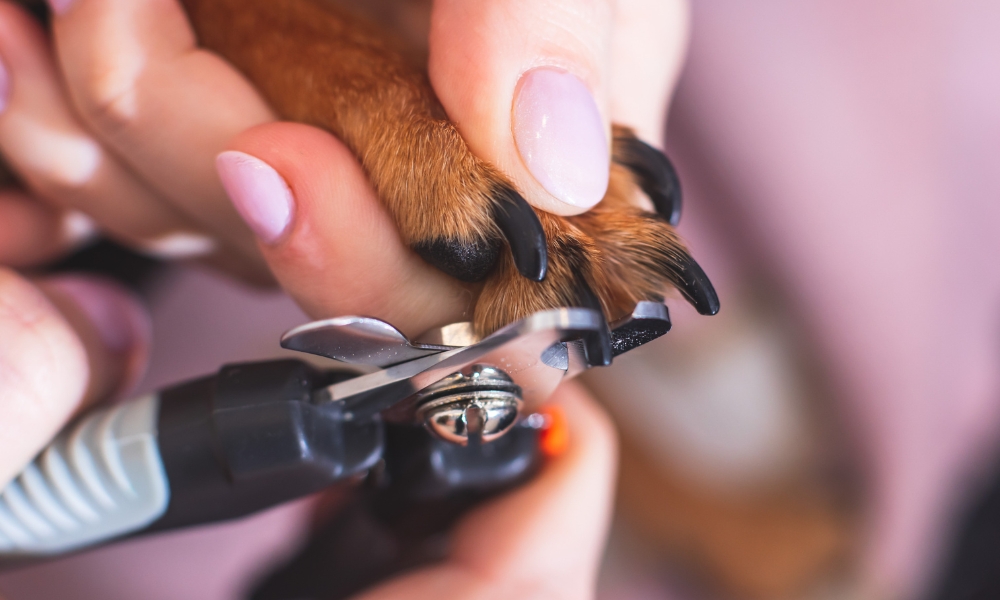 Close-up of a Lindsey of Eden Rose Pet Grooming trimming a dog's black toenails with nail clippers, holding the paw.