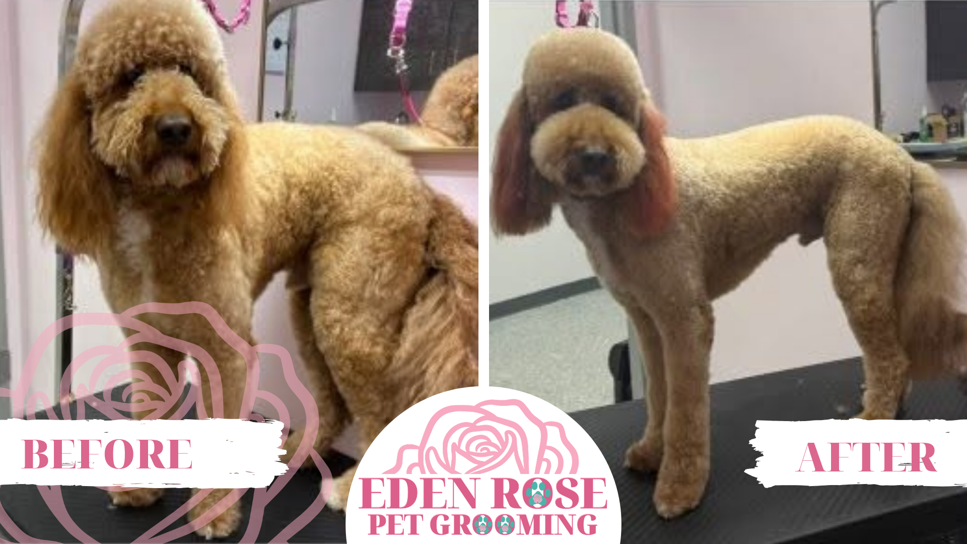 Side-by-side comparison of a poodle before and after grooming, with the dog’s fur trimmed and styled at a pet grooming salon.