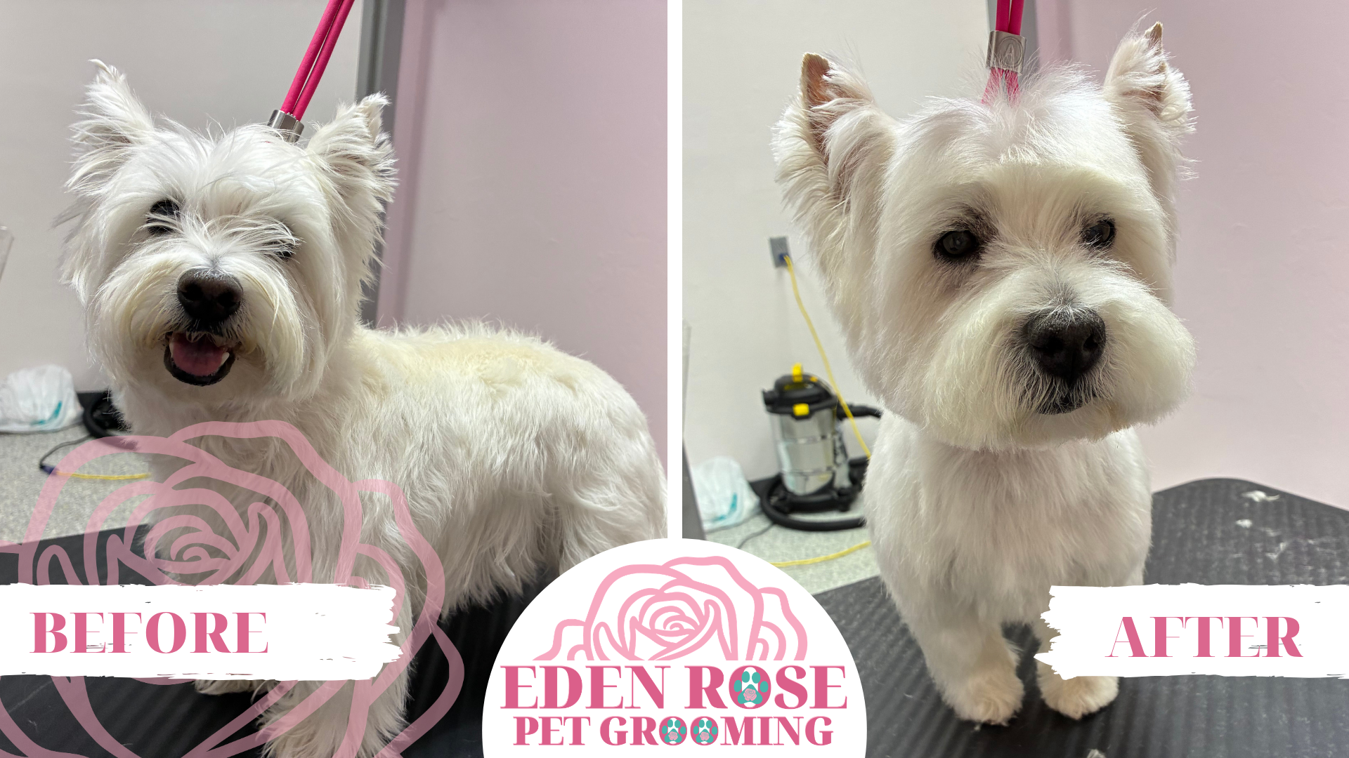 Side-by-side of a white dog before and after grooming, with "Before" and "After" labels and Eden Rose Pet Grooming logo at the bottom.