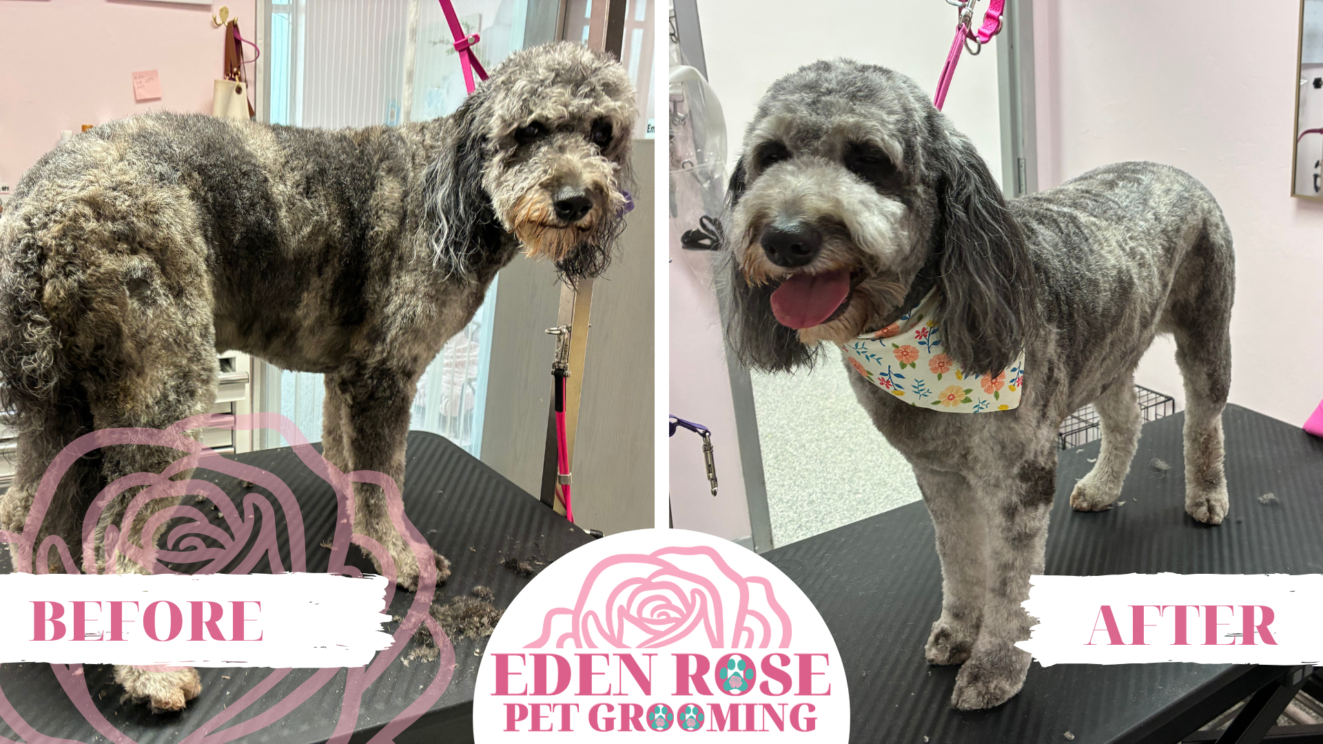 Before and after images of a dog at a grooming salon, with the dog shown untrimmed and then neatly groomed, sporting a floral bandana.
