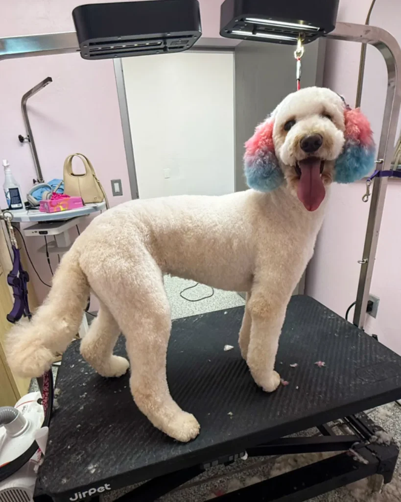 A groomed poodle with fluffy, dyed ears in red and blue stands on a grooming table, panting happily with its tongue out.