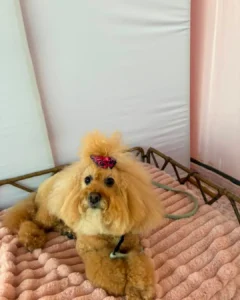 A fluffy poodle with a red bow on its head lies on a textured pink blanket in a cozy indoor setting.