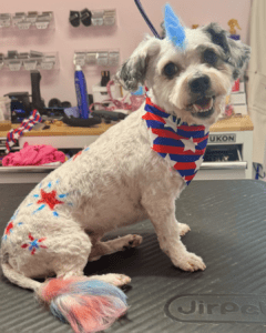 A small dog with a blue mohawk, colorful tail, patriotic star designs, and a red, white, and blue bandana sits on a grooming table, smiling.