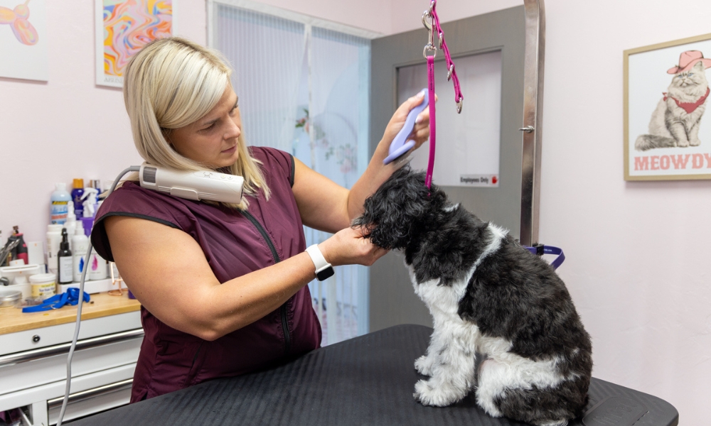 A woman groomer is brushing a black and white dog on a grooming table inside a pet salon.