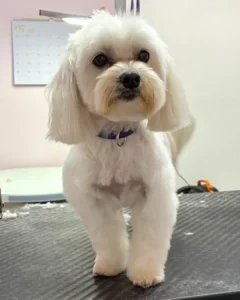 Small white dog with a fluffy coat stands on a grooming table, wearing a purple collar. A calendar is visible on the wall in the background.