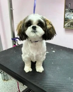 Small, freshly groomed Shih Tzu dog with fluffy fur sits on a black grooming table, looking forward.