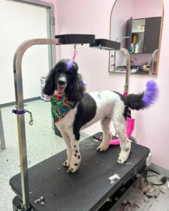 Black and white poodle with purple highlights stands on a grooming table, wearing a colorful bandana in a pet grooming salon.