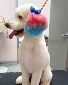 A white poodle with fluffy, dyed pink and blue ear fur, decorated with a blue butterfly clip, sitting indoors.