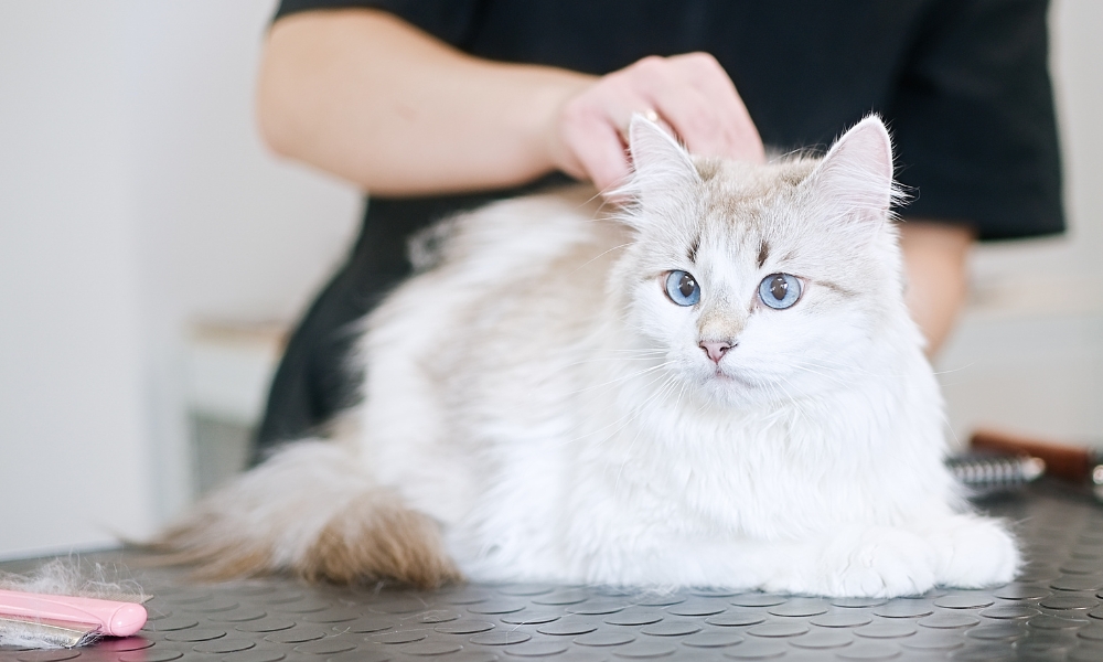 A fluffy white and gray cat with blue eyes lying on a grooming table, being brushed by a person in a black shirt.