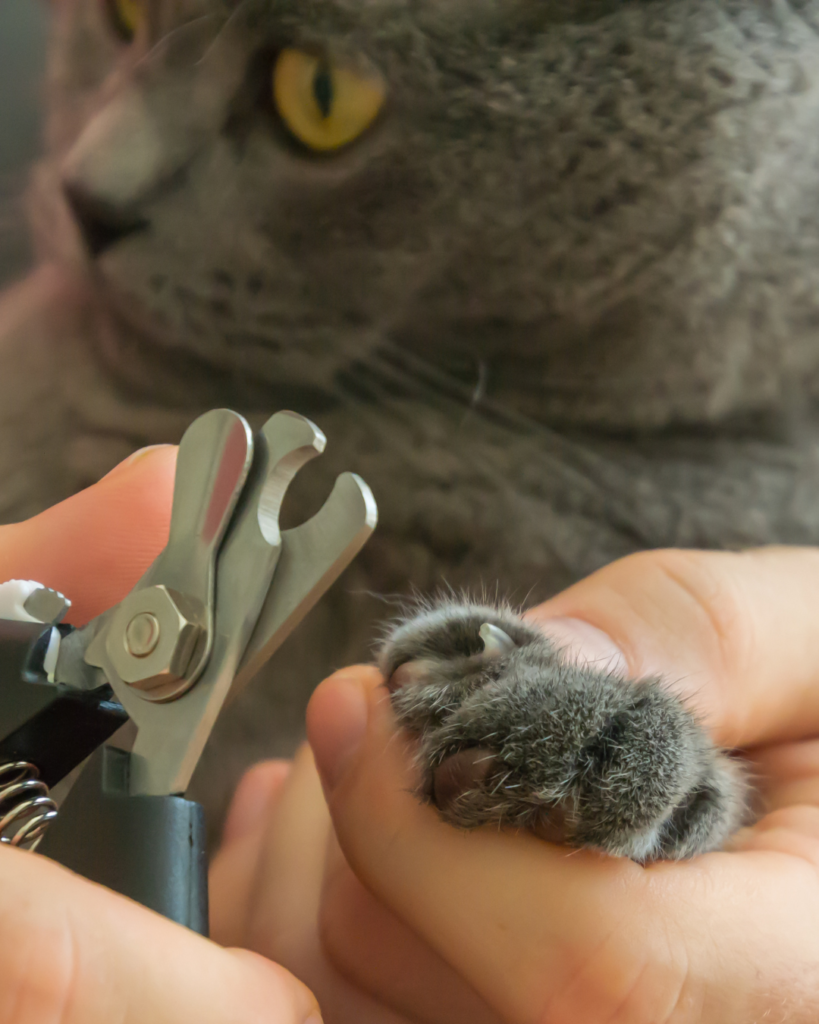 A close-up of a person trimming a gray cat’s claw with nail clippers, while the cat looks on.