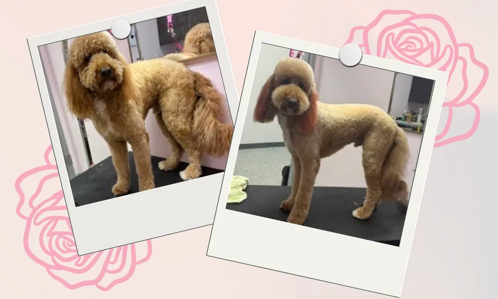 Two side-by-side polaroids of a poodle before and after grooming, with a pink floral background.