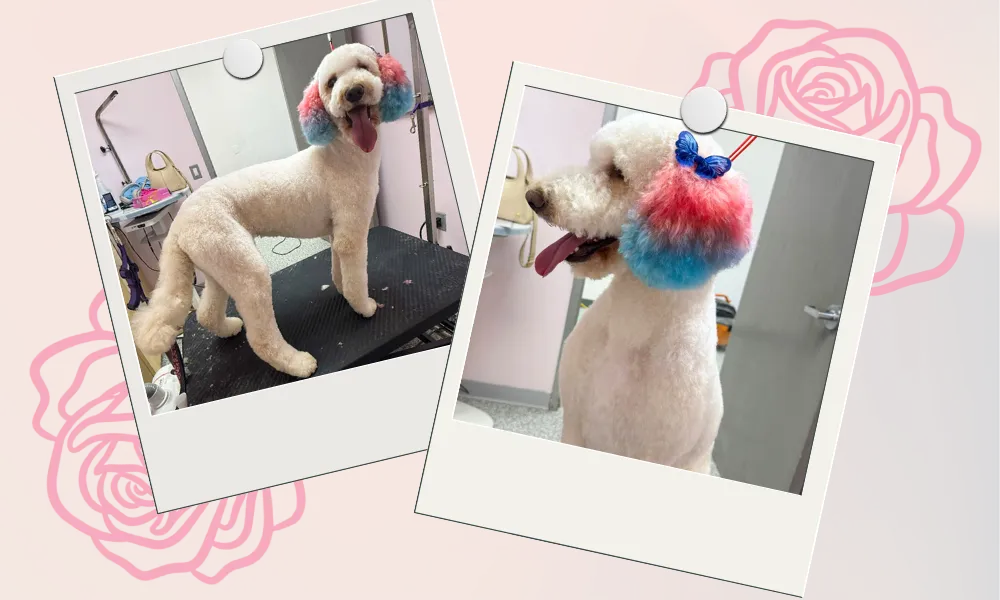 White poodle with fluffy ears dyed pink and blue, wearing a blue bow, standing indoors, shown in two polaroid-style photos with a pink floral background.